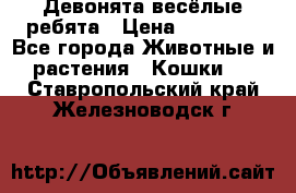 Девонята весёлые ребята › Цена ­ 25 000 - Все города Животные и растения » Кошки   . Ставропольский край,Железноводск г.